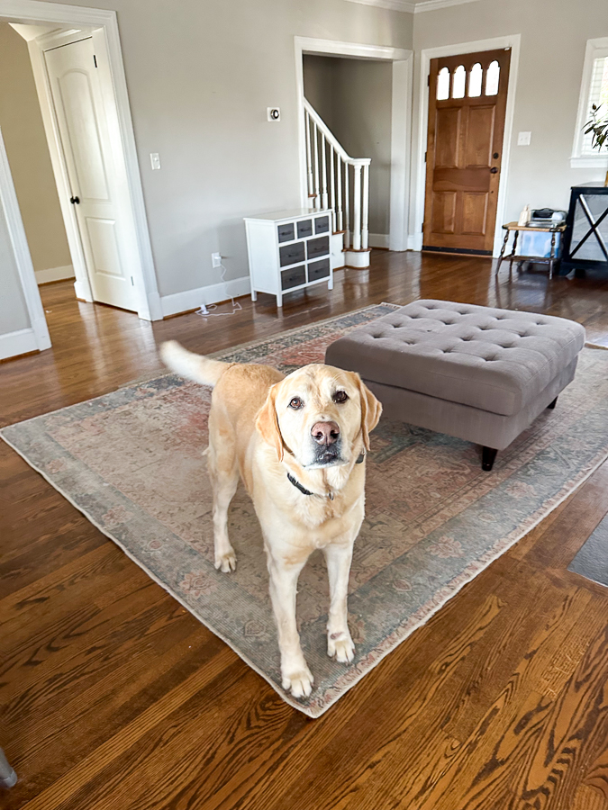house dog