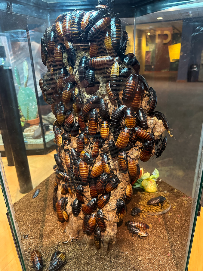 Insectarium roaches