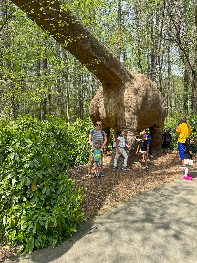 Museum of Life and Science brontosaurus