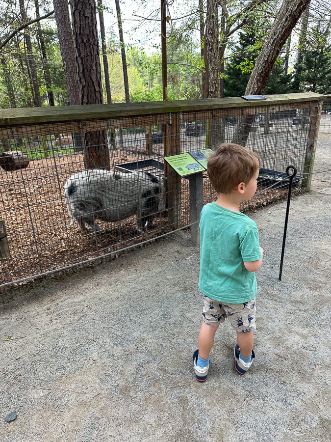 potbelly pig