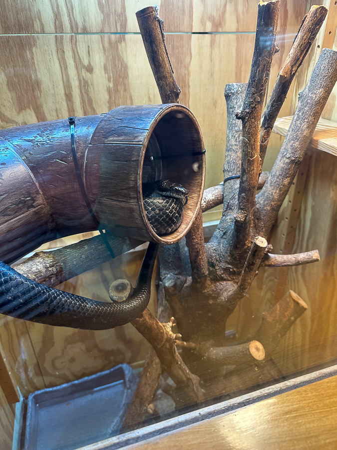 Carolina Wildlife