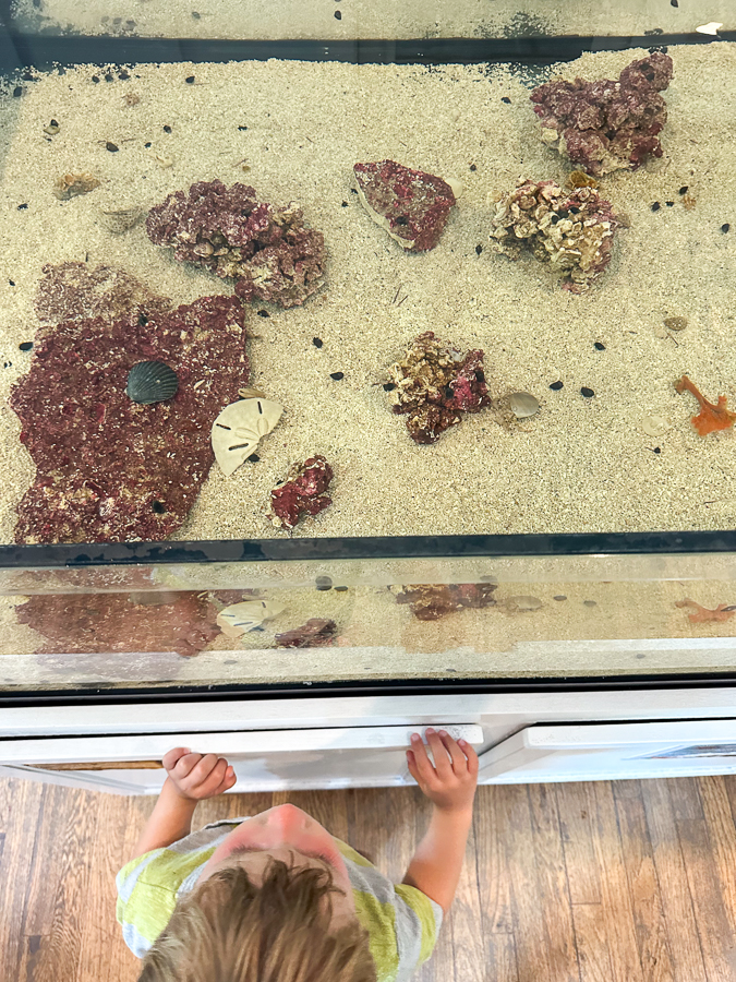 Turtle Central