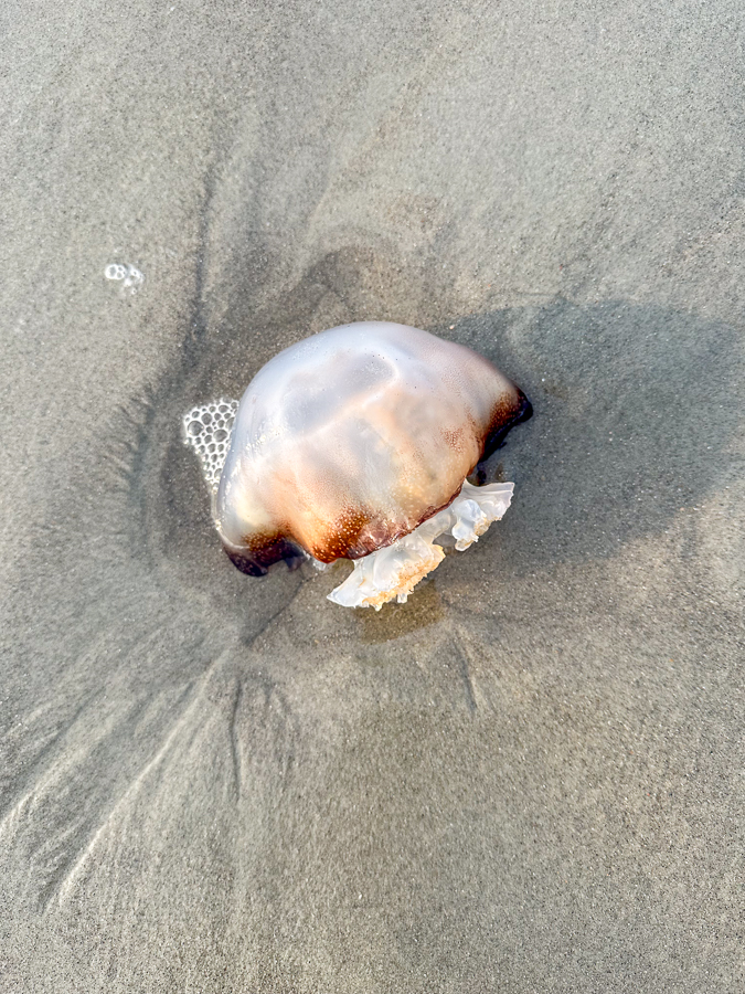 Beach Walks Bald Head Island 2023