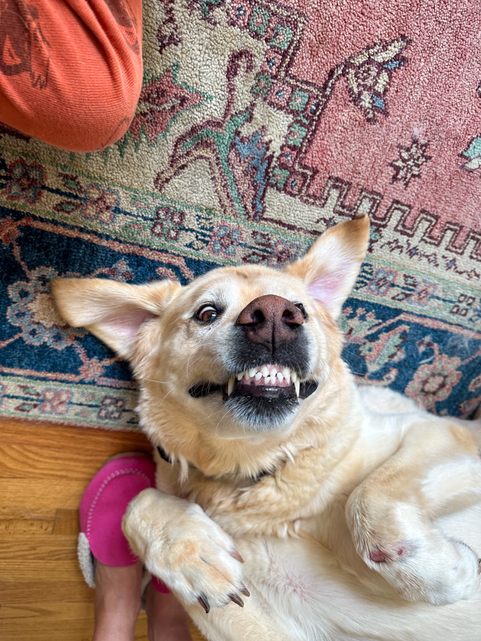 happy dog