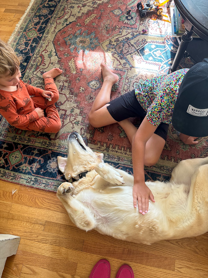 dog belly rubs