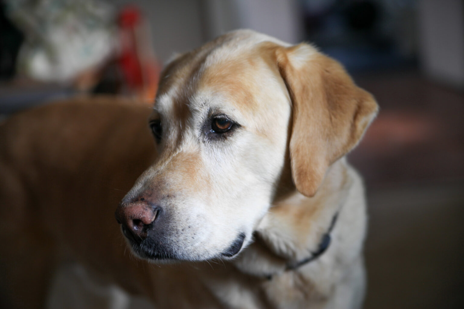 handsome dog