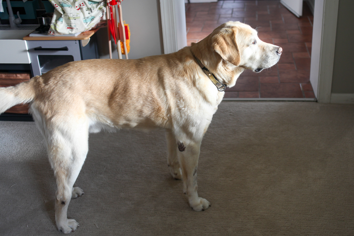 Gus the dog