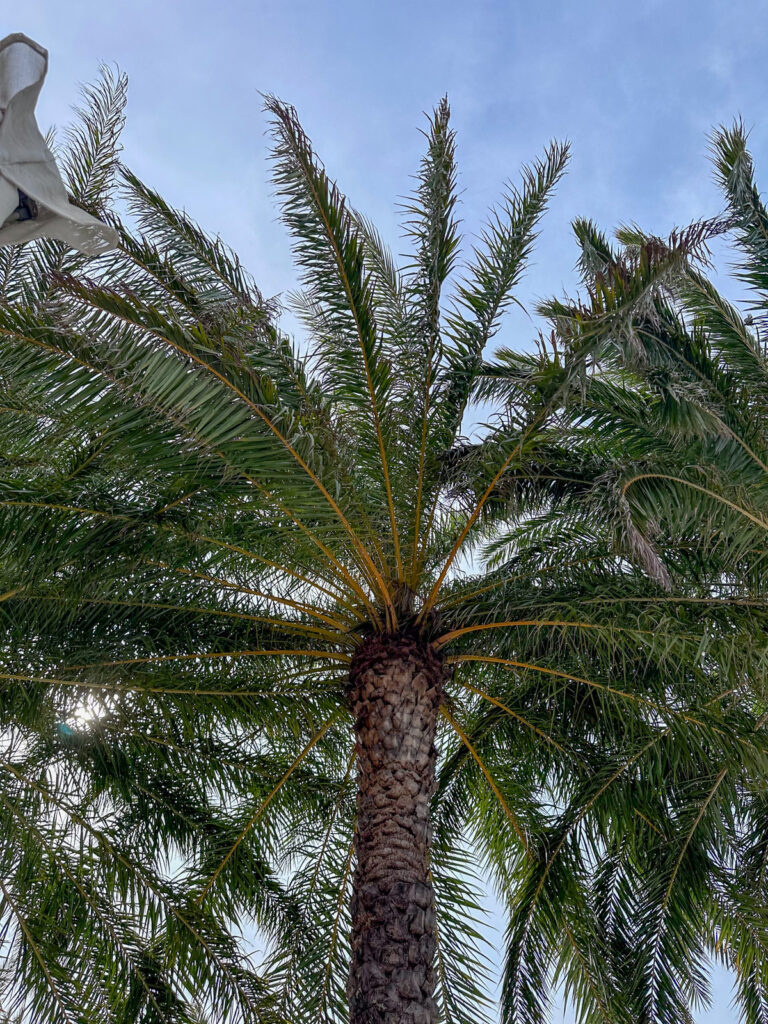 Hyatt Regency Aruba trees