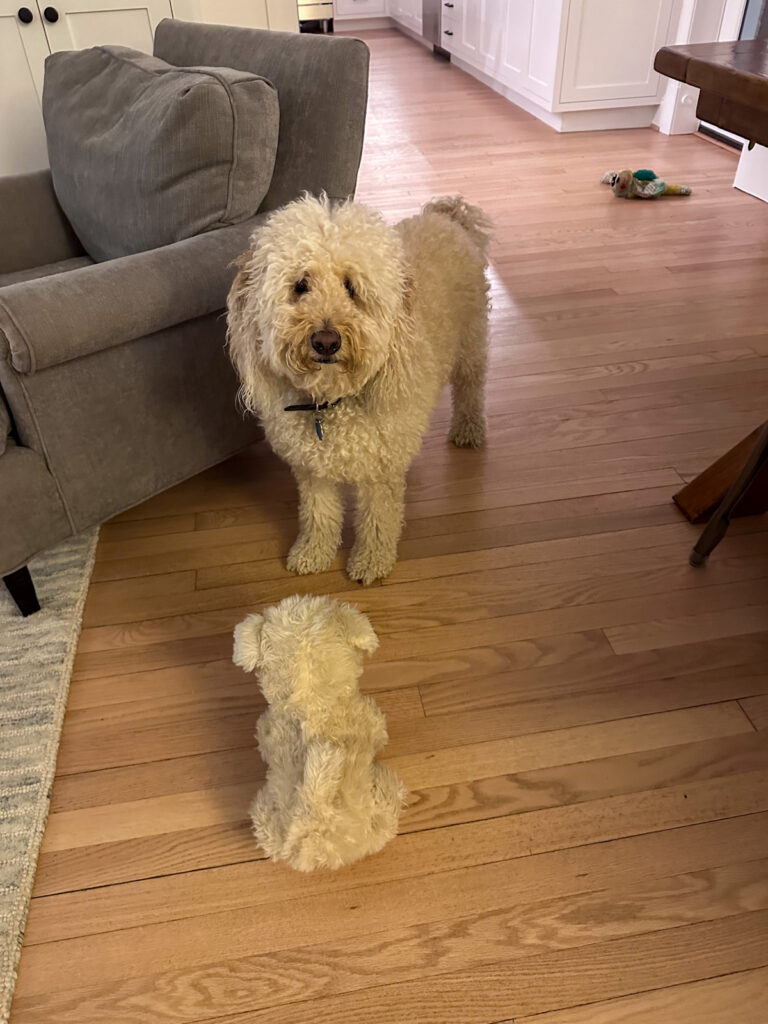 Charlie dog and plushie