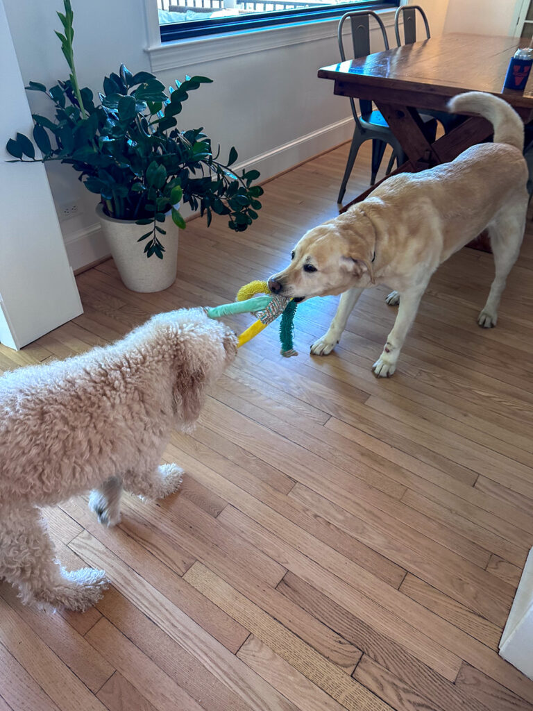 Charlie dog visit