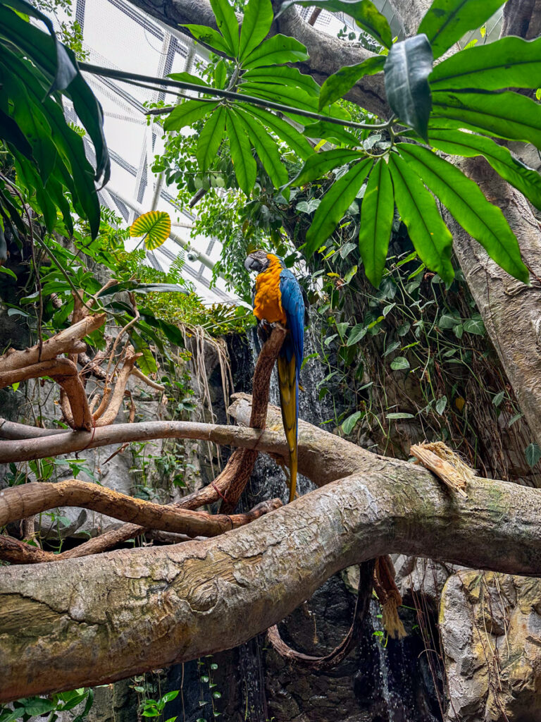 Kath Eats Blogger Kath Younger in photo: a parrot resting on a tree