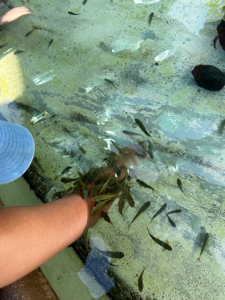 Nibble Fish | California Summer Part II