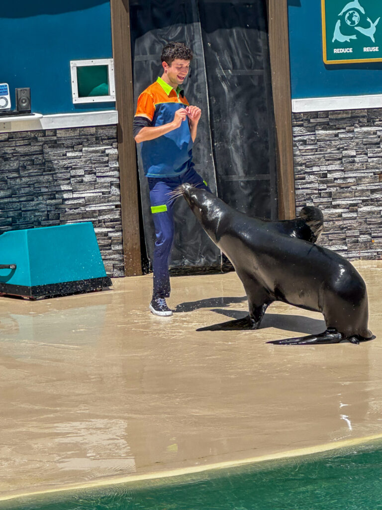 Sea Lion Show | California Summer Part II