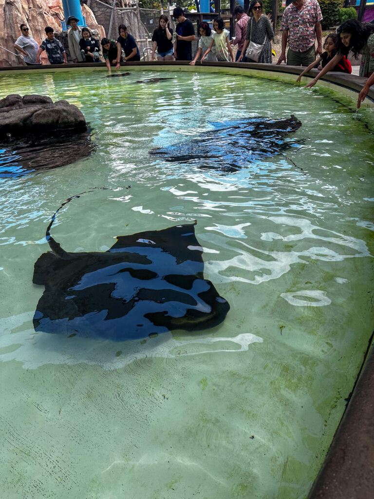 touching sting ray