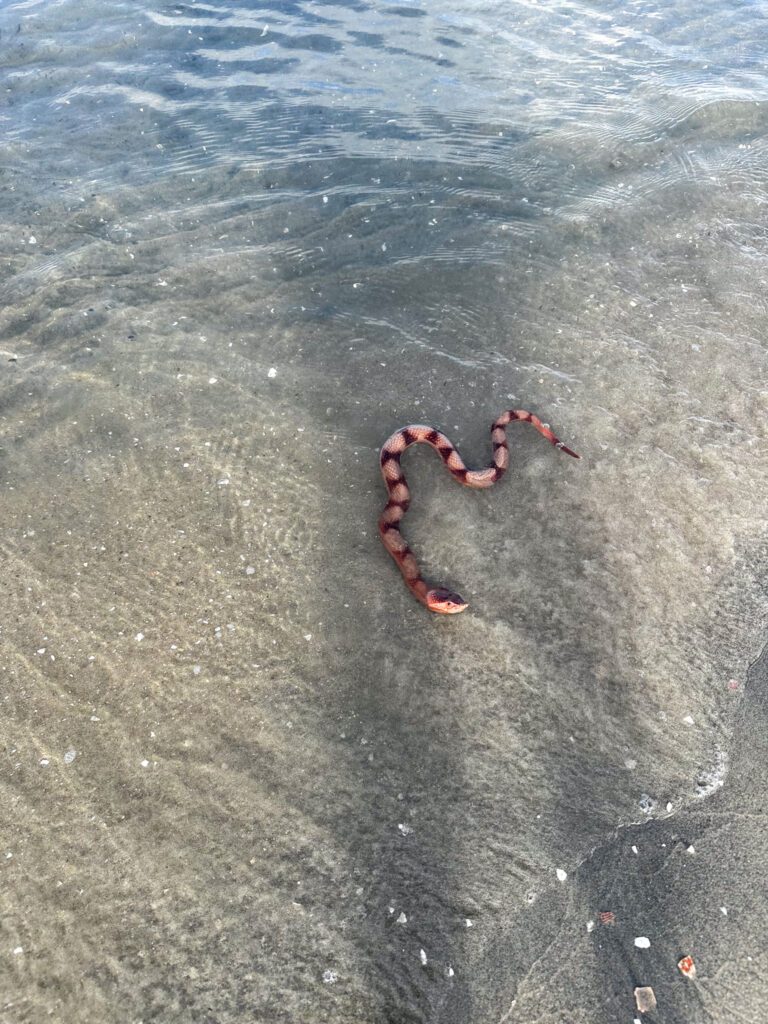 rubber snake | California Summer Part II