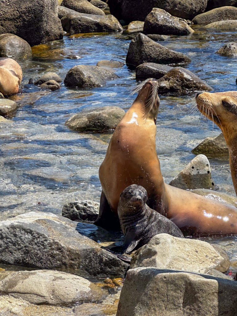 La Jolla Cove sea lions