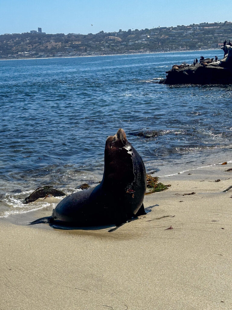 sea lion alpha male