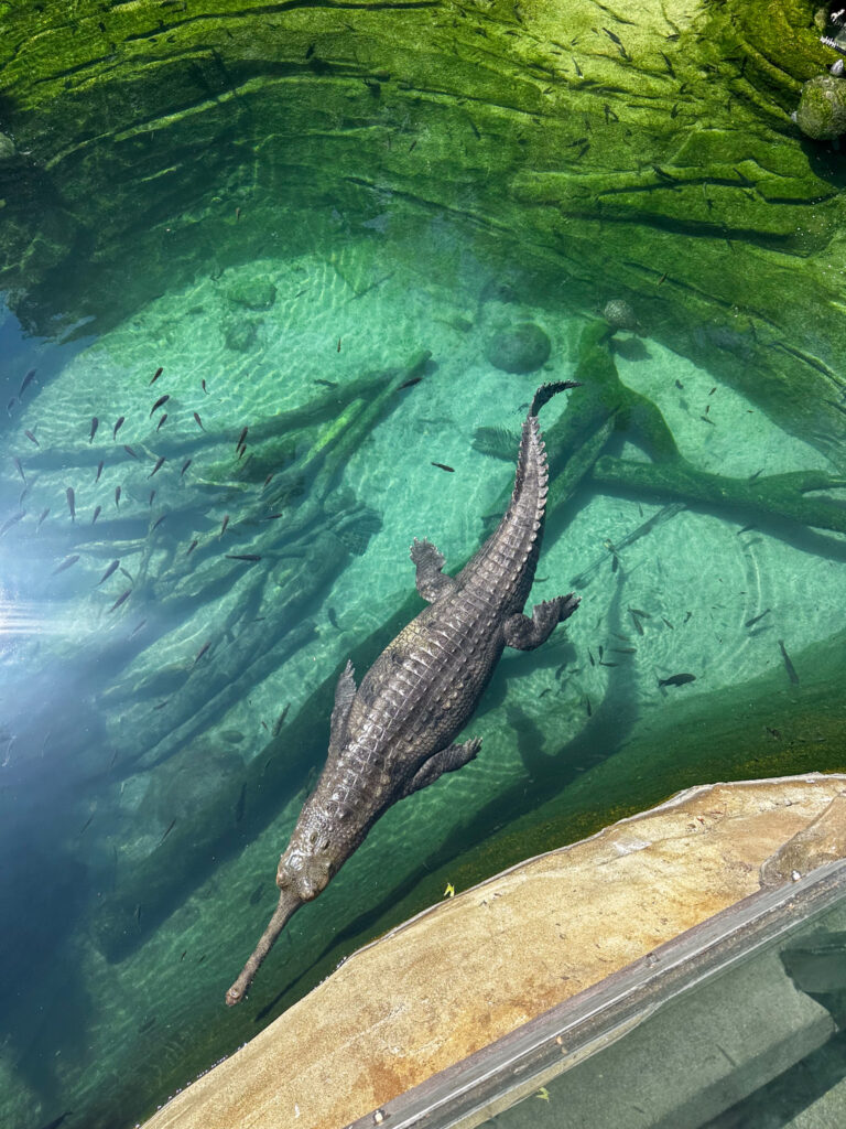 alligator-like gharials
