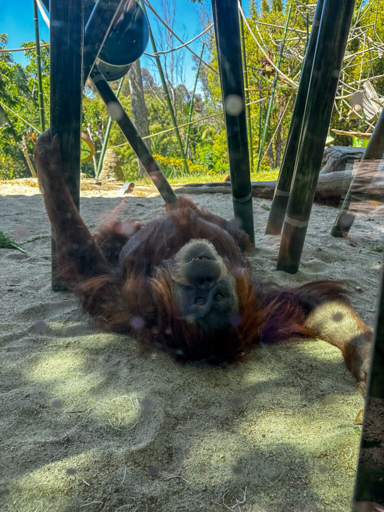 orangutang making eye contact