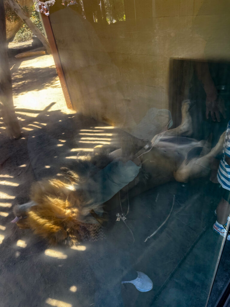 A lion napping | California Summer Part I