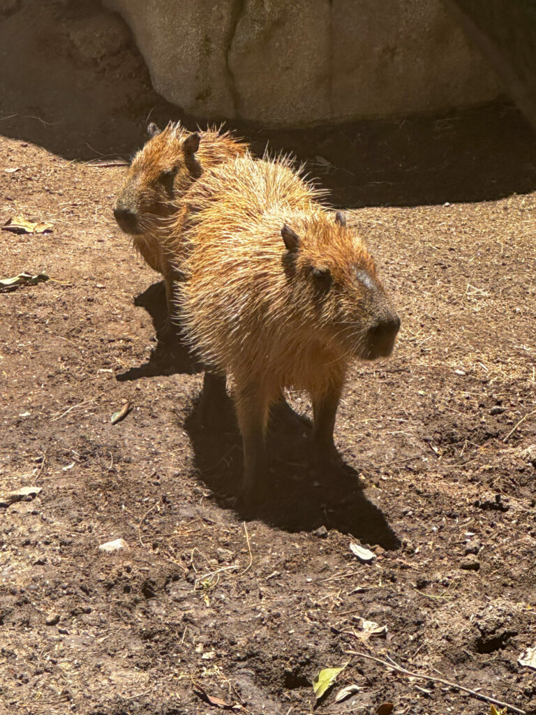 capybaras