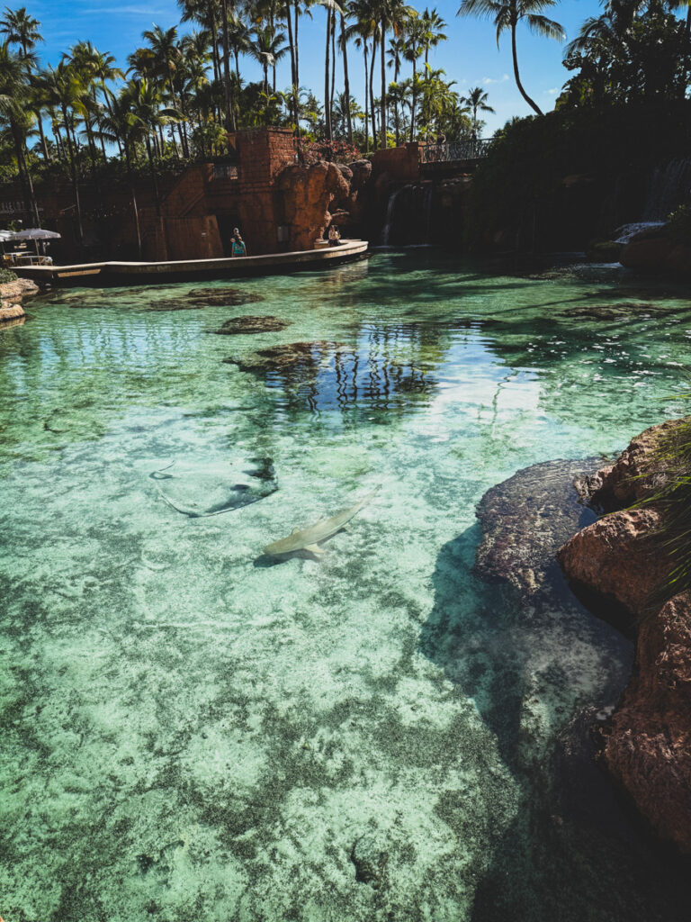 sharks and turtles