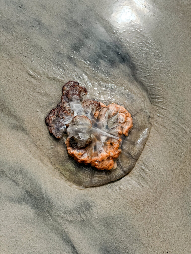 jellyfish