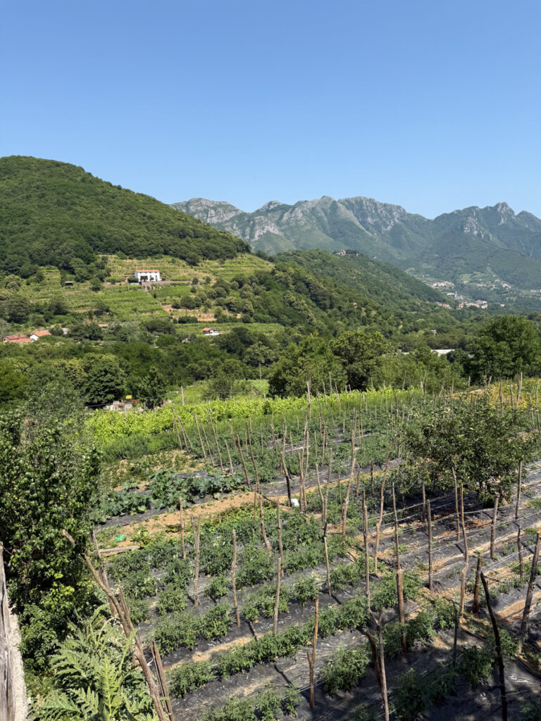 Cantine Ida Giordano Vineyard
