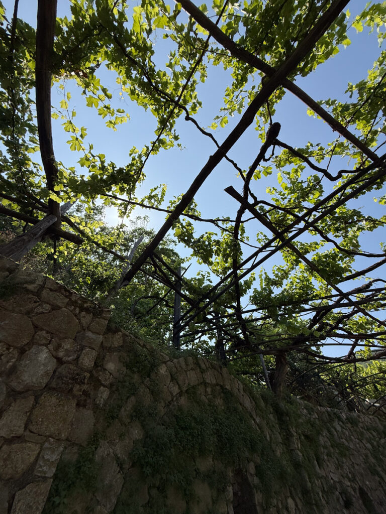 300 year old vines!