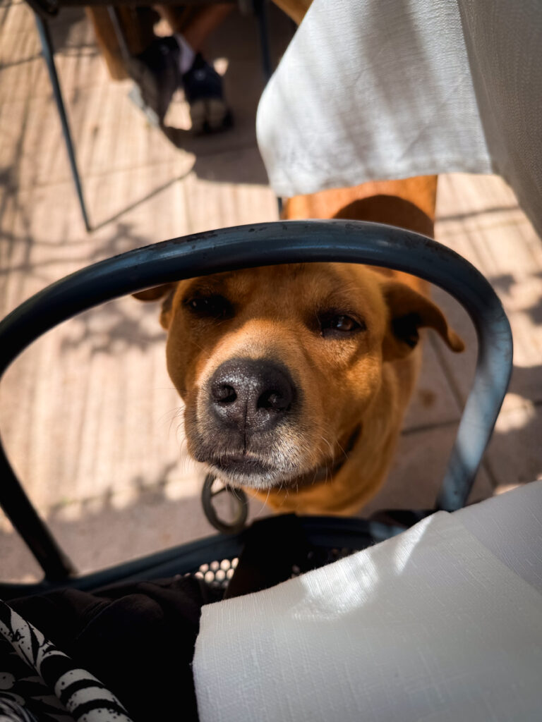 dog