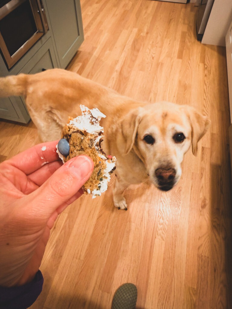 not for dogs not for dogs